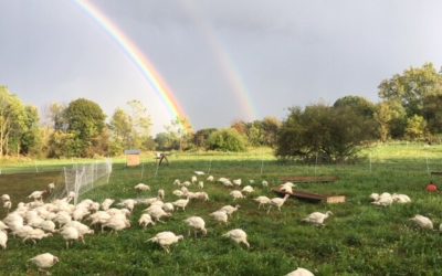 What’s Happening at Stonecrop Farm