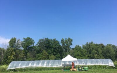 Growing Tropical Plants on our Rochester Farm