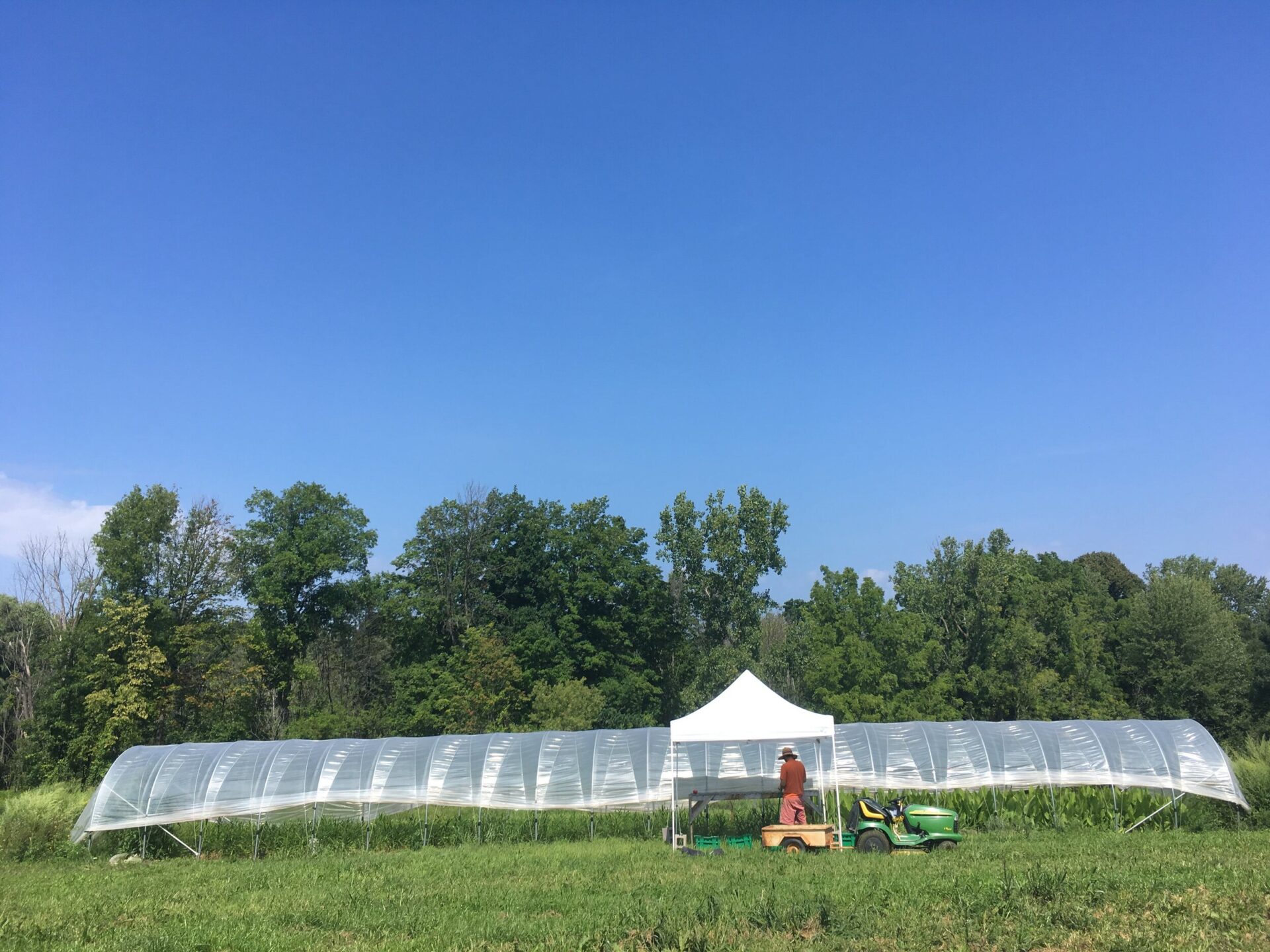 Growing Tropical Plants on our Rochester Farm