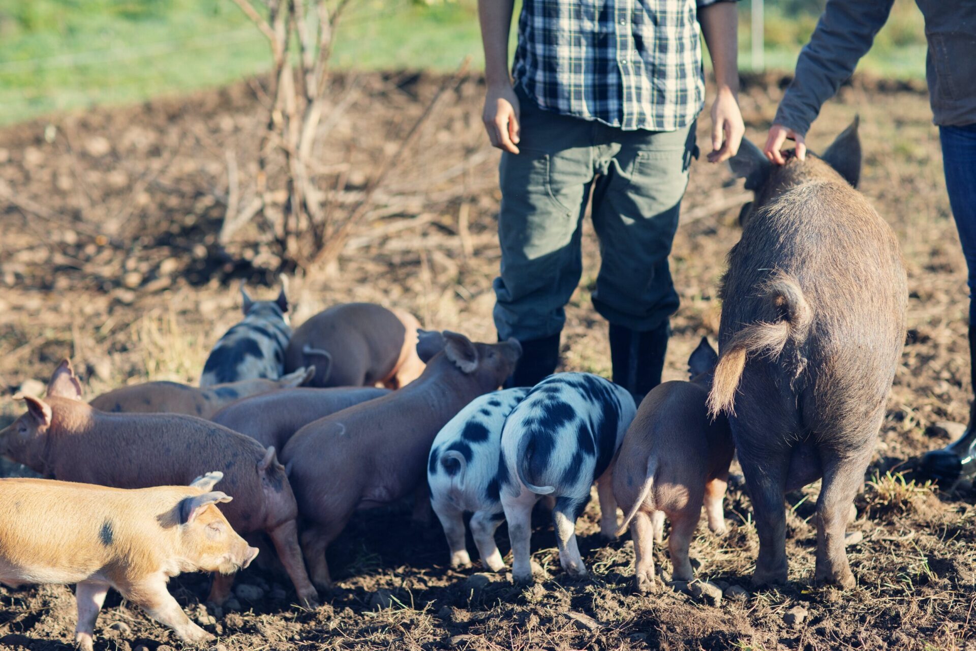 Aren’t You Curious About What We Did With All Those Extra Piglets?