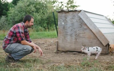 Foot Drop On The Farm