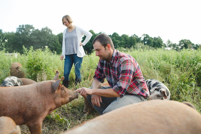 Stonecrop Farmers raising organic pigs