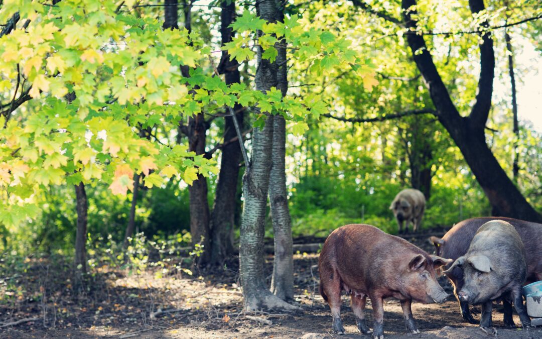 Organic pigs under the trees