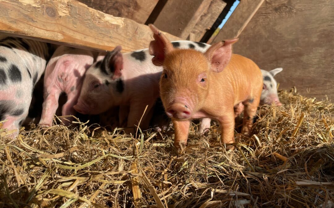 Piglets with different body color