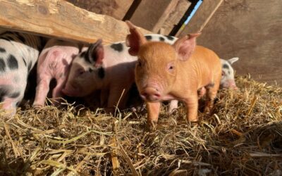 Chilled piglets