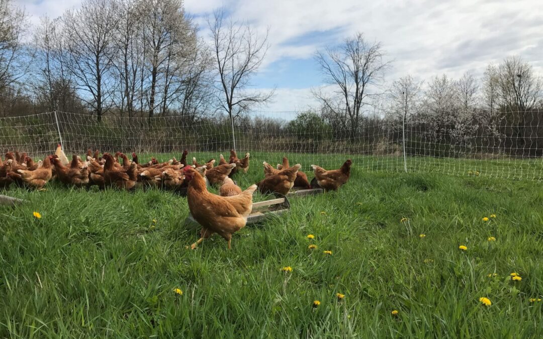 Organic chickens in Rochester