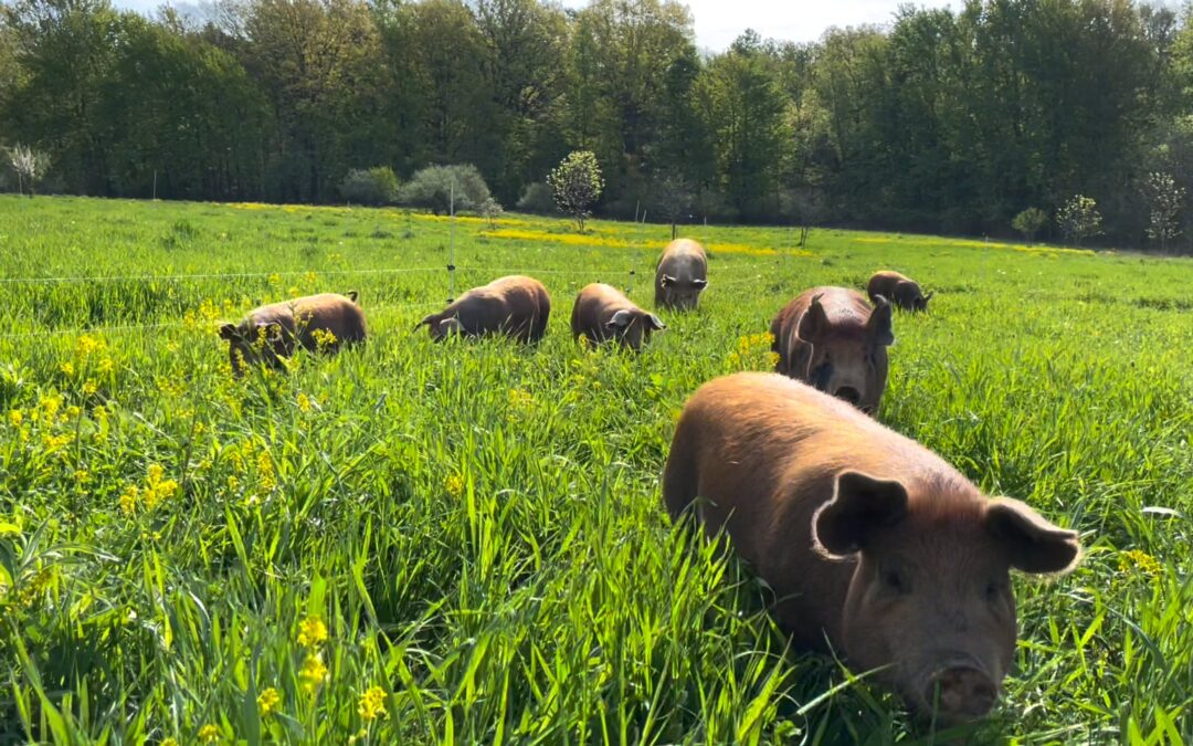 Organic half pigs in Stonecrop Farm