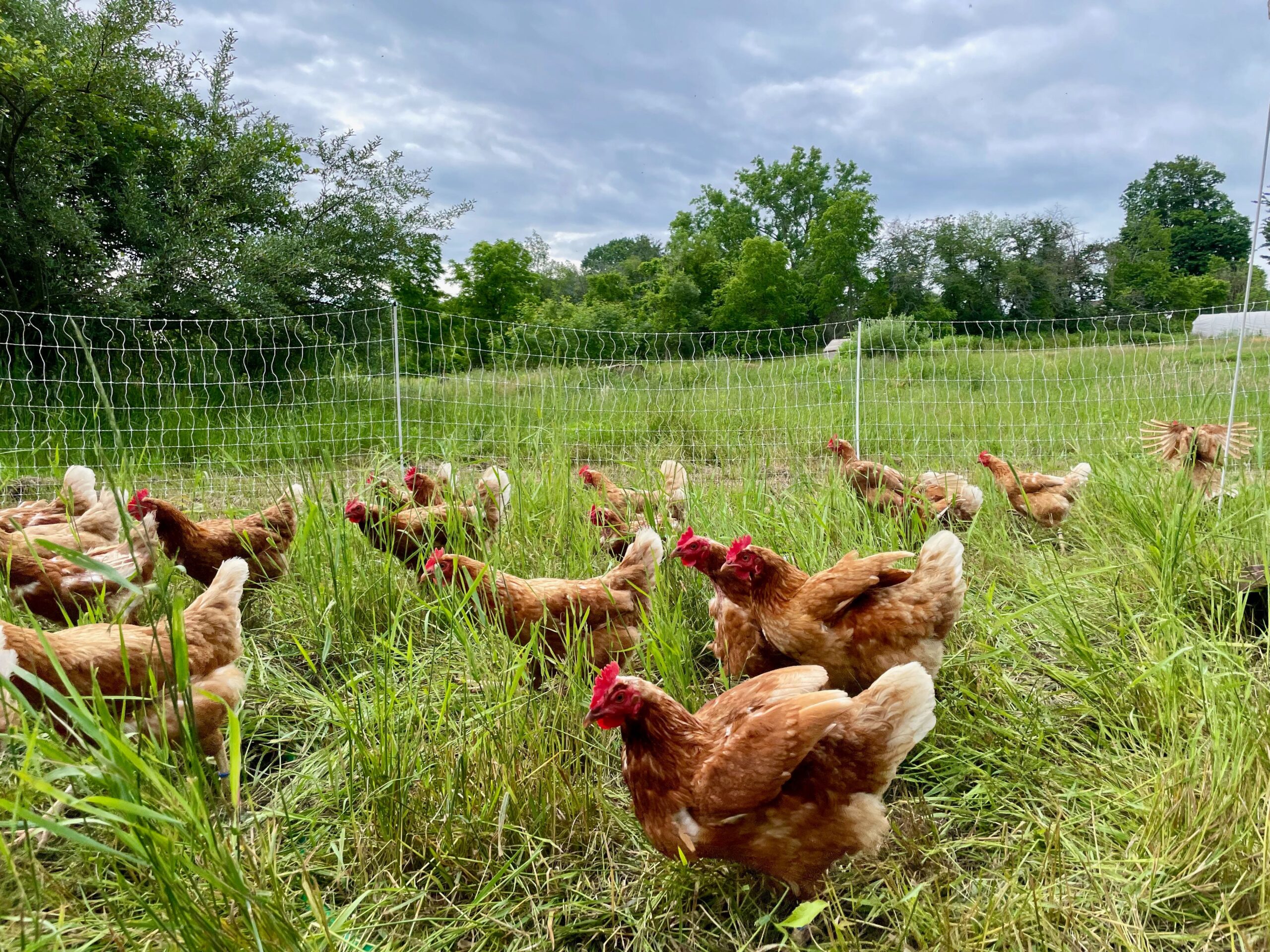 Organic chicken eggs Stonecrop Farm