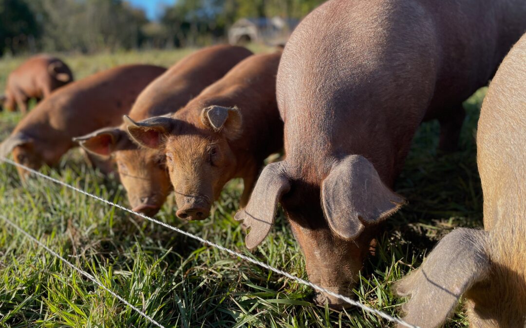 Organic half pigs Stonecrop Farm